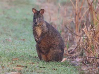 Thylogale billardierii (Tasmanian pademelon) at Smithton, TAS - 11 Feb 2024 by AlisonMilton