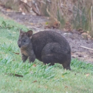 Thylogale billardierii at Smithton, TAS - 12 Feb 2024