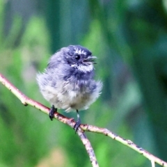 Rhipidura albiscapa (Grey Fantail) at Smithton, TAS - 12 Feb 2024 by AlisonMilton