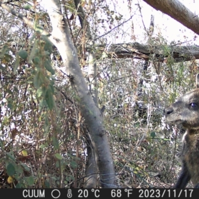 Wallabia bicolor (Swamp Wallaby) at Greenleigh, NSW - 17 Nov 2023 by danswell