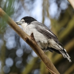 Cracticus torquatus (Grey Butcherbird) at Smithton, TAS - 12 Feb 2024 by AlisonMilton