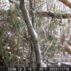 Vulpes vulpes (Red Fox) at QPRC LGA - 17 Nov 2023 by danswell