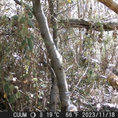 Vulpes vulpes (Red Fox) at Greenleigh, NSW - 17 Nov 2023 by danswell