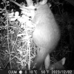 Trichosurus vulpecula (Common Brushtail Possum) at Greenleigh, NSW - 2 Dec 2023 by danswell