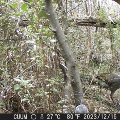 Menura novaehollandiae (Superb Lyrebird) at QPRC LGA - 16 Dec 2023 by danswell