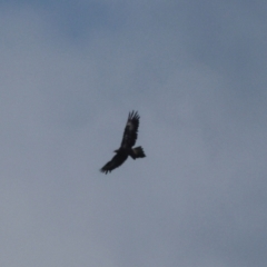 Aquila audax (Wedge-tailed Eagle) at Arthur River, TAS - 12 Feb 2024 by AlisonMilton