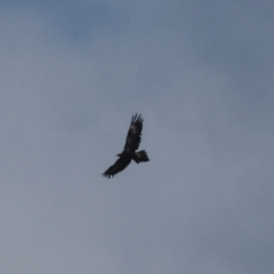 Aquila audax (Wedge-tailed Eagle) at Arthur River, TAS by AlisonMilton