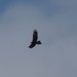 Aquila audax at Arthur River, TAS - suppressed