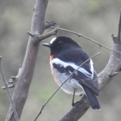 Petroica boodang (Scarlet Robin) at Kambah, ACT - 7 Apr 2024 by HelenCross