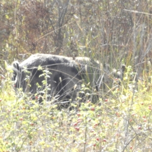 Sus scrofa at Cooleman Ridge - 7 Apr 2024