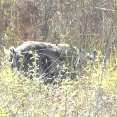 Sus scrofa (Feral Pig) at Cooleman Ridge - 7 Apr 2024 by HelenCross
