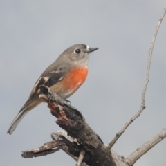 Petroica boodang (Scarlet Robin) at Kambah, ACT - 7 Apr 2024 by HelenCross