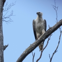 Haliaeetus leucogaster at West Coast, TAS - 12 Feb 2024 09:38 AM