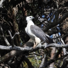 Haliaeetus leucogaster at West Coast, TAS - 12 Feb 2024 09:38 AM