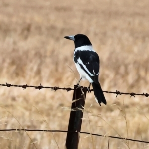 Cracticus nigrogularis (Pied Butcherbird) at Brocklesby, NSW by KylieWaldon