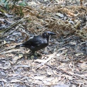 Strepera fuliginosa (Black Currawong) at West Coast, TAS by AlisonMilton