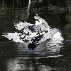 Haliaeetus leucogaster (White-bellied Sea-Eagle) at Togari, TAS - 12 Feb 2024 by AlisonMilton