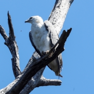 Haliaeetus leucogaster at Togari, TAS - 12 Feb 2024