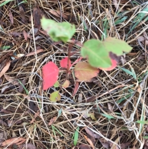 Pyrus calleryana at West Belconnen Pond - 7 Apr 2024