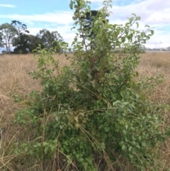 Pyrus calleryana (Callery Pear) at West Belconnen Pond - 7 Apr 2024 by rainer