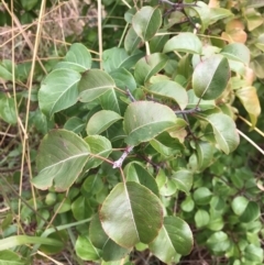 Pyrus calleryana at West Belconnen Pond - 7 Apr 2024