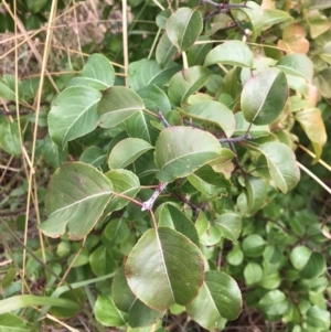 Pyrus calleryana at West Belconnen Pond - 7 Apr 2024