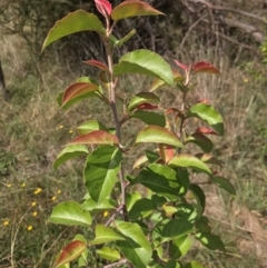 Pyrus calleryana (Callery Pear) at West Belconnen Pond - 7 Apr 2024 by rainer