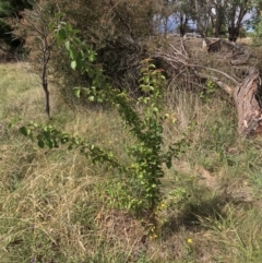 Pyrus calleryana at West Belconnen Pond - 7 Apr 2024