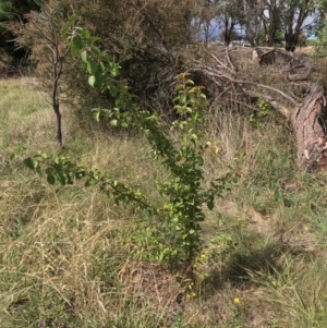 Pyrus calleryana at West Belconnen Pond - 7 Apr 2024 11:47 AM