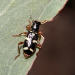 Lemidia nitens (A clerid beetle) at Derwent Bridge, TAS - 16 Feb 2024 by AlisonMilton