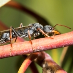 Unidentified Ant (Hymenoptera, Formicidae) at Derwent Bridge, TAS - 16 Feb 2024 by AlisonMilton
