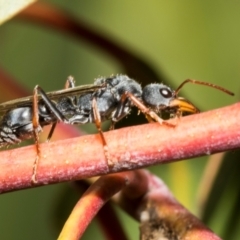 Myrmecia pilosula (Hopper Ant, Jumper Ant Or Jumping Jack) at Derwent Bridge, TAS - 16 Feb 2024 by AlisonMilton