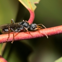 Myrmecia pilosula at Derwent Bridge, TAS - 16 Feb 2024 11:20 AM