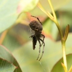 Unidentified Orb-weaving spider (several families) at suppressed - 16 Feb 2024 by AlisonMilton