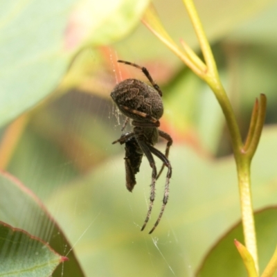 Unidentified Orb-weaving spider (several families) at suppressed - 16 Feb 2024 by AlisonMilton