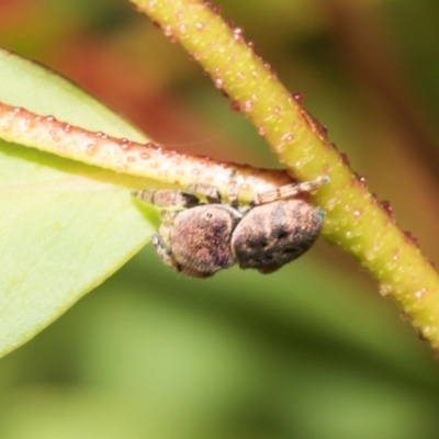 Simaethula sp. (genus) (A jumping spider) at Derwent Bridge, TAS - 16 Feb 2024 by AlisonMilton