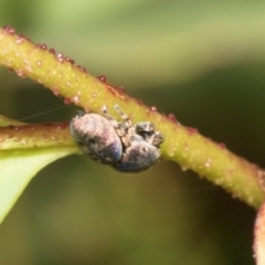 Simaethula sp. (genus) at Derwent Bridge, TAS - 16 Feb 2024