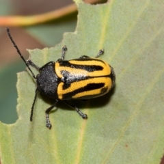 Cadmus australis at Derwent Bridge, TAS - 16 Feb 2024 by AlisonMilton