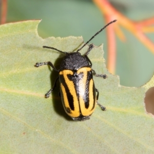 Cadmus australis at Derwent Bridge, TAS - 16 Feb 2024