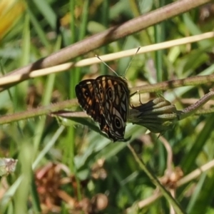 Oreixenica lathoniella at Namadgi National Park - 25 Mar 2024