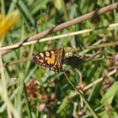 Oreixenica lathoniella at Namadgi National Park - 25 Mar 2024