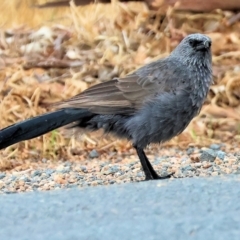 Struthidea cinerea (Apostlebird) at Brocklesby, NSW - 6 Apr 2024 by KylieWaldon