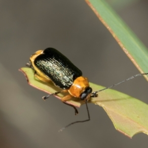 Aporocera (Aporocera) viridipennis at Derwent Bridge, TAS - 16 Feb 2024