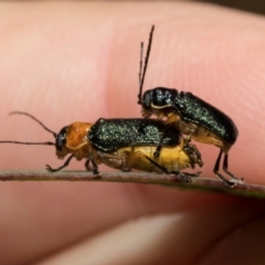 Aporocera (Aporocera) viridipennis at Derwent Bridge, TAS - 16 Feb 2024