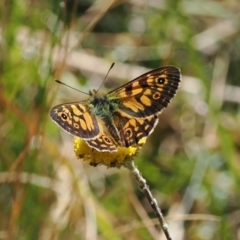 Oreixenica latialis (Small Alpine Xenica) at Namadgi National Park - 25 Mar 2024 by RAllen