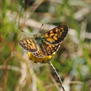 Oreixenica latialis at Namadgi National Park - suppressed