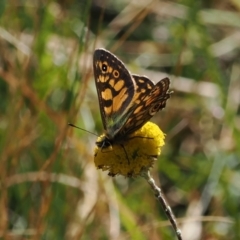 Oreixenica latialis at Namadgi National Park - suppressed