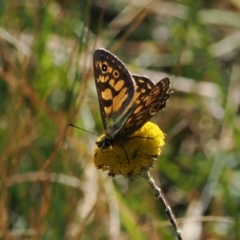 Oreixenica latialis at Namadgi National Park - 25 Mar 2024