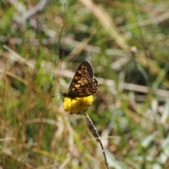 Oreixenica latialis at Namadgi National Park - 25 Mar 2024