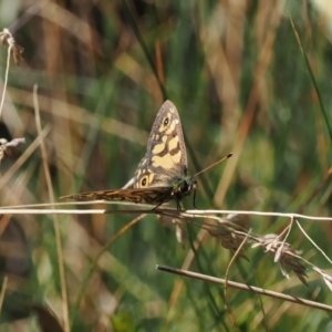 Oreixenica latialis at Namadgi National Park - suppressed